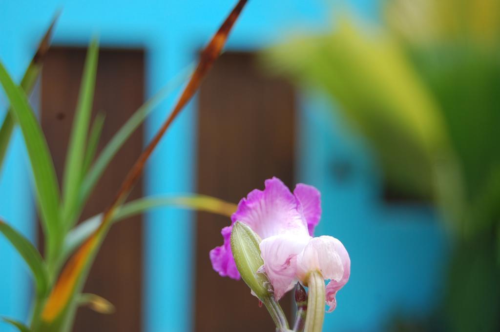 La Choza Guesthouse Santo Domingo Dış mekan fotoğraf